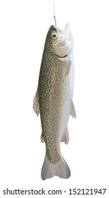Rainbow Trout on white background