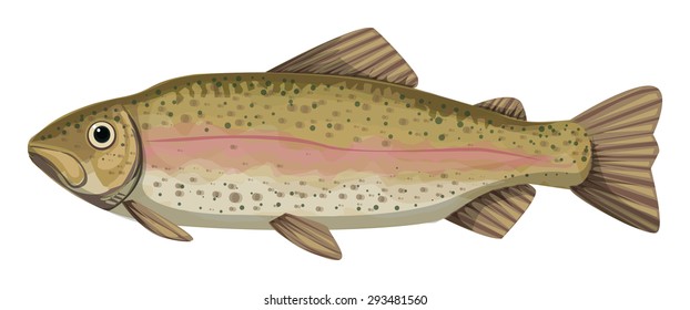 rainbow trout (Oncorhynchus mykiss), salmonid, fish vector illustration 