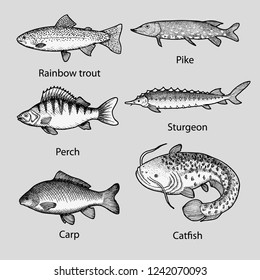 Rainbow trout, perch, carp, pike, sturgeon, catfish.  Set of hand drawn vector illustrations.