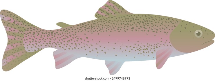 Rainbow trout realistic illustration. Pacific ocean fish isolated on white background.