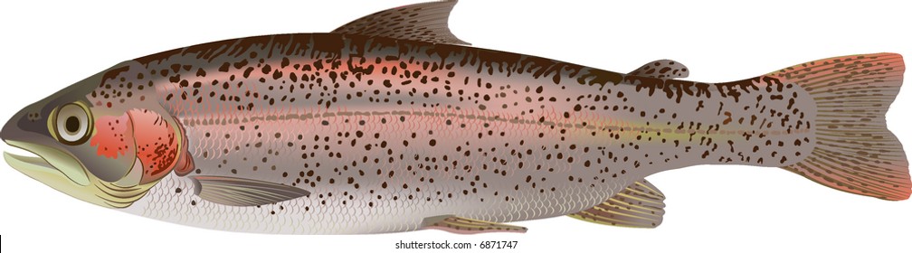 Rainbow Trout Salmo Irideus Lat Stock Vector (Royalty Free) 6871747 ...