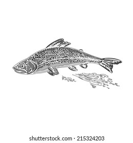 Rainbow trout salmonidae as vintage engraved vector illustration 