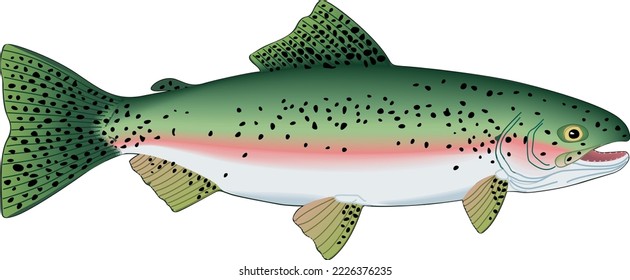 Rainbow Trout Swimming Vector Illustration