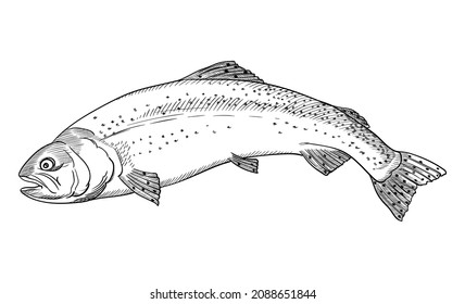 Rainbow trout. Vector graphics, drawings by hand. 
