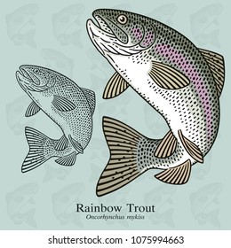 Rainbow Trout. Vector illustration with refined details and optimized stroke that allows the image to be used in small sizes (in packaging design, decoration, educational graphics, etc.)
