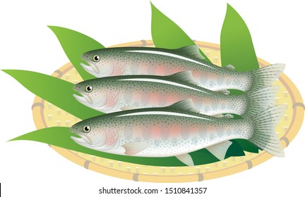 Rainbow trouts on a bamboo basket, isolated on the white background.