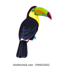 Rainbow-billed toucan, a tropical bird. Vector illustration isolated