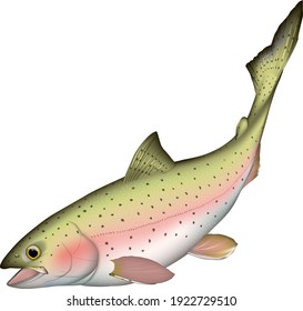 'Rainbowforeut'-Illustration, Vektoreps-Format, reale Kunst