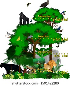 Rainforest african jungle layers vector illustration. Vector Green Tropical Forest jungle with lions, gorilla, griffon, panther, elephant and turaco