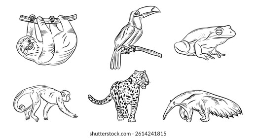 Rainforest Animals Hand Drawn Illustration Vector Set