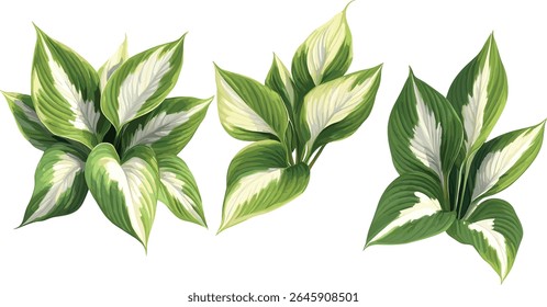 Rainforest Hosta plantain lily sunrise isolated, botanical garden plant, tropical greenery, foliage texture, landscaping flora, exotic plant species, vector illustration.