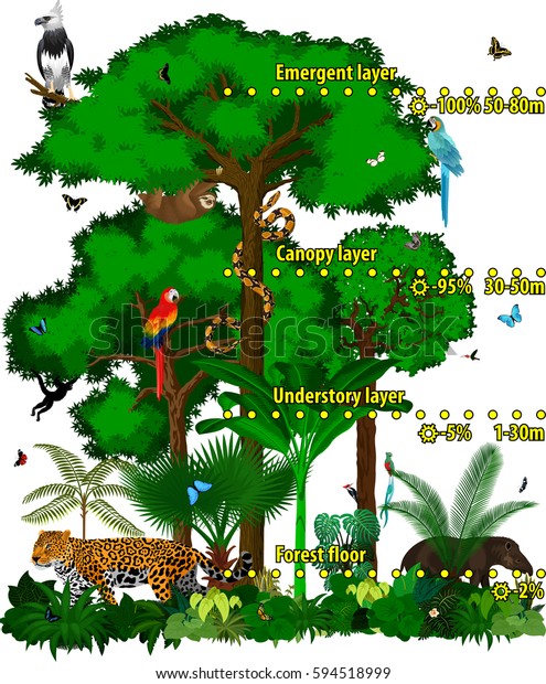 熱帯雨林のジャングルの層のベクターイラスト 異なる動物を持つ 緑の熱帯林のベクター画像ジャングル のベクター画像素材 ロイヤリティフリー