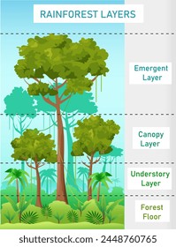 Rainforest layers art diagram. Science education vector illustration