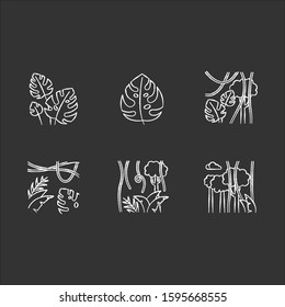 Rainforest plants chalk icons set. Evergreen forest vines. Swiss cheese plant. Trip to Indonesian jungle. Discovering Bali nature. Exploring tropical flora. Isolated vector chalkboard illustrations