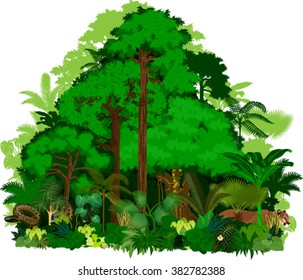 Rainforest vector illustration. Vector Green Tropical Forest jungle 