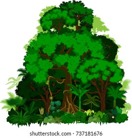 Rainforest vector illustration. Vector Green Tropical Forest jungle