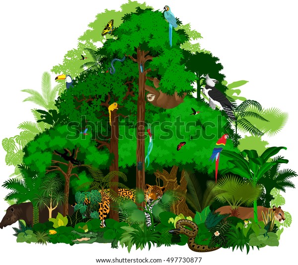 Ilustração vetorial da floresta tropical Vector verde floresta tropical selva com animais