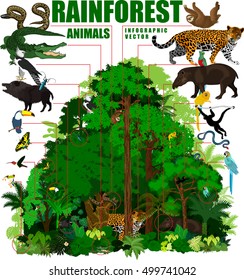 Rainforest vector illustration. Vector infographic - Green Tropical Forest jungle with animals