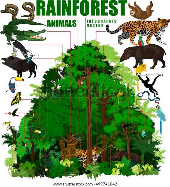 Rainforest Vector Illustration Vector Infographic Green Stock Vector ...