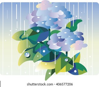 rainy season and hydrangea
