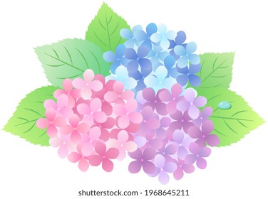 Rainy Season Hydrangea Background Frame