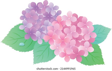 Rainy Season Hydrangea Background Frame