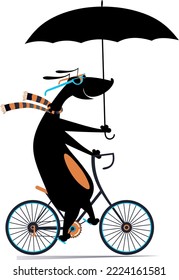 Día lluvioso y ventoso y perro monta una bicicleta. Ilustración. Dachshund de caricatura con un paraguas recorre una bicicleta bajo el fuerte viento y la lluvia. Aislado sobre fondo blanco