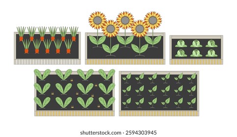 Raised garden beds with vegetables and sunflowers 2D cartoon objects set. Organic farming, sustainable agriculture isolated elements flat vector clip arts on white. Spot illustrations collection