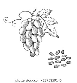 Ilustración vectorial de raisin dibujada a mano. Frutas de pasas secas de uva, comida saludable, postre delicioso, dulces orientales, fruta de cosecha. Para imprimir etiquetas, iconos, tarjetas, plantillas de logotipo