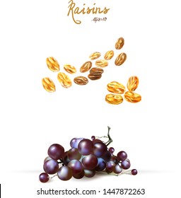 raisin grapes isolated realistic 3d illustration vector