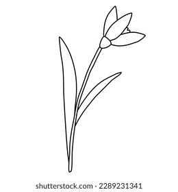 Raising snowdrop spring flower, doodle style flat vector outline for coloring book