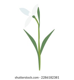 Raising snowdrop spring flower, open bud, isolated on white background, vector