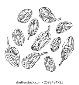 Raisins hand drawn vector illustrations sketch dried fruits isolated on white background