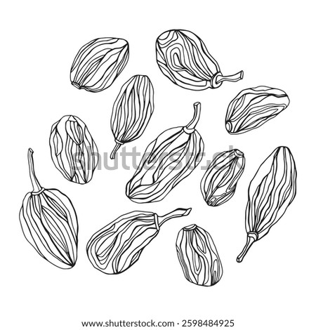 Raisins hand drawn vector illustrations sketch dried fruits isolated on white background