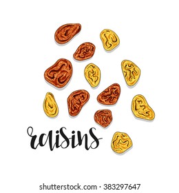 Raisins isolated object sketch . Spice for food . Culinary seasoning . Spices for cooking. The plant for culinary dishes . Seasoning for food . Spices for cooking
