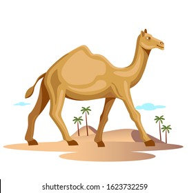 rajasthan camel walking in desert isolated vector illustration