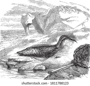 Los peces Rajiformes, del Diccionario de Palabra y Cosas, 1888.