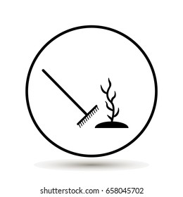 Rake plant. Growing a plant from a seed on white background
