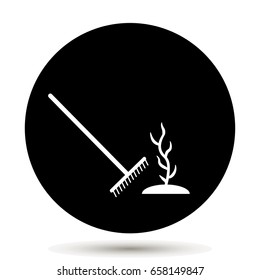 Rake plant. Growing a plant from a seed on black background