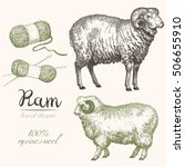 Ram 2. Horned Merino sheep vintage illustration