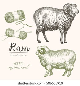 Ram 2. Horned Merino sheep vintage illustration