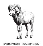 Ram animal realistic hand drawn sketch.Livestock vector illustration.