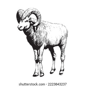 White sheep graphics Royalty Free Stock SVG Vector