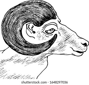 A ram with big curve horn. Hand drawn vector illustration.