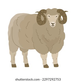 A ram, with curled horns and luxuriant wool. Domesticated animals. Farm pets. Raising animals for wool production. Household. Vector illustration. Isolated object on white background.