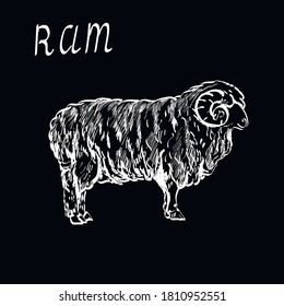Ram, cute animal vector, hand drawn , vintage chalk isolated illustration on black background. Concept for menu, cards, print, logo