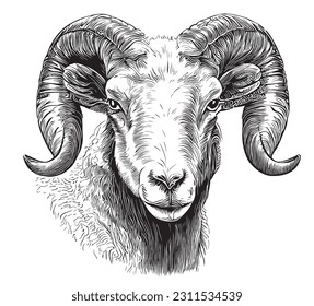 Ram face sketch hand drawn in doodle style illustration