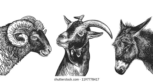 Ram, goat and donkey set. Realistic portraits of farm animals. Vintage. Vector illustration. Black and white hand drawing. Heads of agricultural animals. Funny facial expressions. Cattle series.