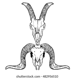 Ram and goat skull vector illustration. occult symbol. sheep and goat devilish magical symbol