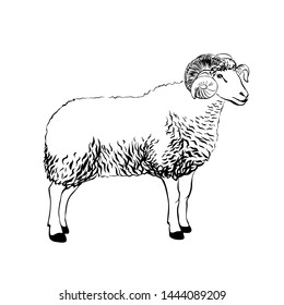 Sheep Sketch Style Hand Drawn Illustration Stock Vector (Royalty Free ...